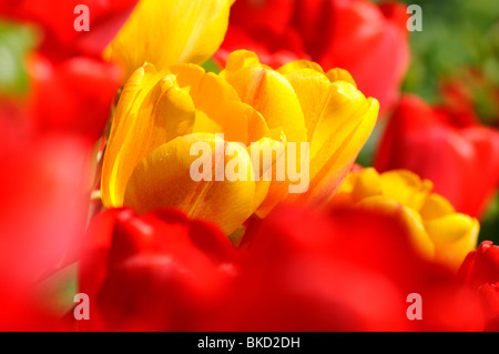 Rote und gelbe Tulpen blühen in Nahaufnahme Stockfoto