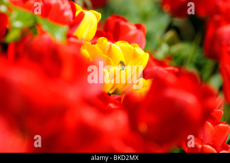 Rote und gelbe Tulpen blühen in Nahaufnahme Stockfoto