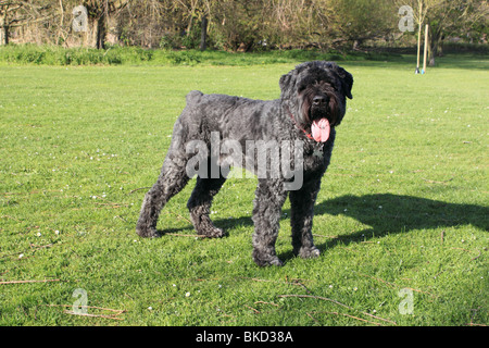 Bouvier Des Flandres Hund Stockfoto