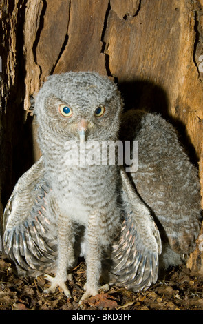 Eastern Screech Owl Junge im Hohlraum Nest 3 1/2 Wochen alt Otus asio Megascops E NA, von Bill Lea/Dembinsky Foto Assoc Stockfoto