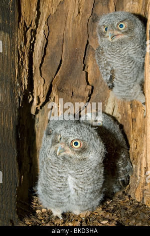 Eastern Screech Owl Junge im Hohlraum Nest 3 1/2 Wochen alt Otus asio Megascops E NA, von Bill Lea/Dembinsky Foto Assoc Stockfoto