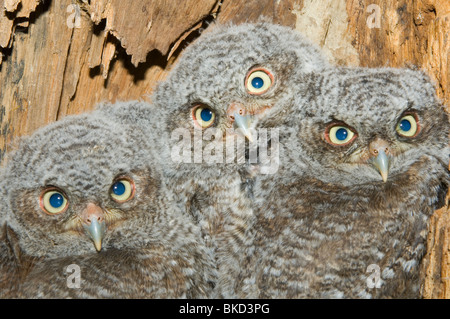 Eastern Screech Owl Junge im Hohlraum Nest 3 1/2 Wochen alt Otus asio Megascops E NA, von Bill Lea/Dembinsky Foto Assoc Stockfoto