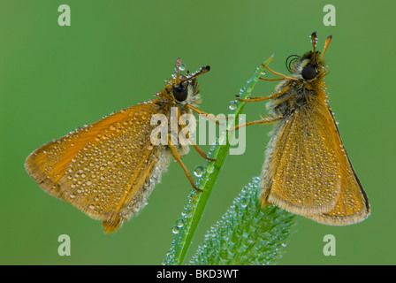 Paar taufrische Europäischen oder Essex Skipper Thymelicus lineola im Osten der USA, durch Überspringen Moody/Dembinsky Foto Assoc Stockfoto