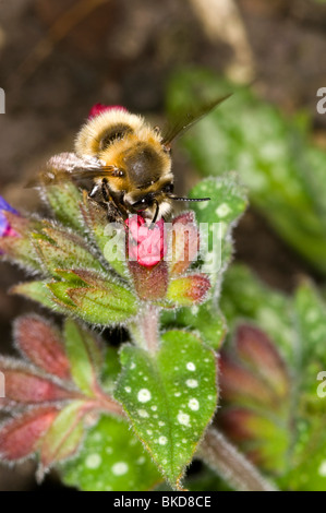 behaarte footed Blume Biene Anthophora Plumipes.  Männlich, frontale Ansicht, Fütterung auf eine Pulmonaria Blume.  Männchen sind braun Stockfoto