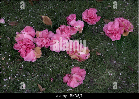 Tote Blumen Camelia Blumen und Blütenblätter liegen auf dem Rasen nach einem Sturz vom Strauch Stockfoto