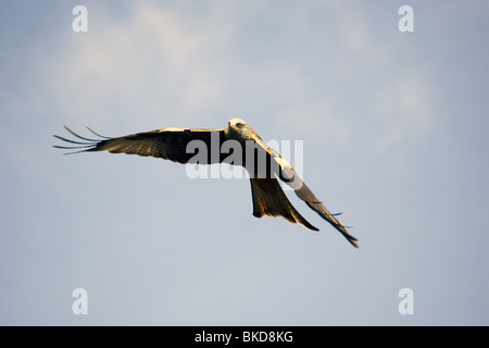 Ein Rotmilan fliegen bei Bwlch Nant yr Arian Zentrum in Ceredigion, Mitte Wales. Stockfoto