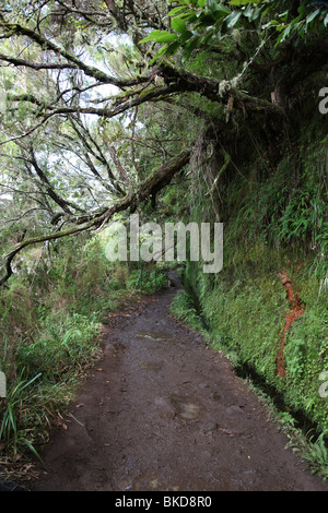 Weg entlang der Bewässerung-Kanal, die Insel Madeira, Portugal Stockfoto