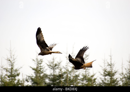 Zwei Rotmilane fliegen bei Bwlch Nant yr Arian Zentrum in Ceredigion, Mitte Wales. Stockfoto