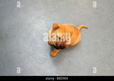 Shar Pei Welpen Baby auf dem Boden. Stockfoto