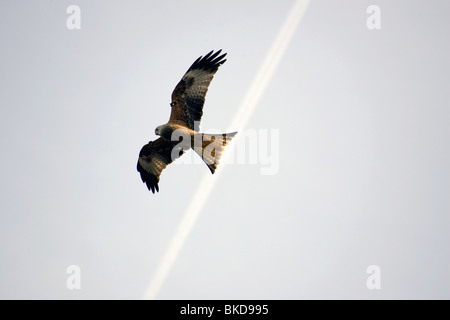 Ein Rotmilan fliegen bei Bwlch Nant yr Arian Zentrum in Ceredigion, Mitte Wales. Stockfoto