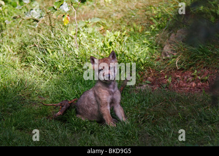 Wolf, Canis, Lupus, Jung, Welpe, jungtier Stockfoto