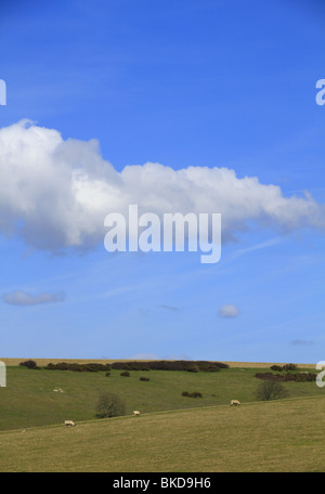 Vieh auf den Hügeln von der South Downs National Park, in der Nähe von East Dean, East Sussex, England. Stockfoto