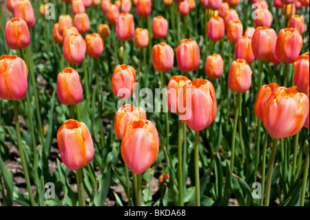 Nahaufnahme von Tulpen auf das Tulpenfest Zeit in Holland, Michigan, USA Stockfoto