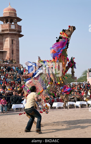 Kamel tanzen. Bikaner Camel Festival. Rajasthan. Indien Stockfoto