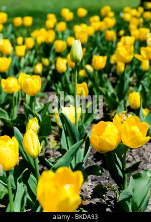 Nahaufnahme von Tulpen auf das Tulpenfest Zeit in Holland, Michigan, USA Stockfoto