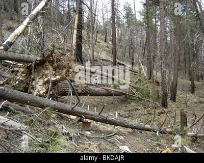 Winter stürmt umgestürzte Bäume in einem Gebiet, das im Jahr 2003 auf Mount Lemmon, Arizona, USA am Aspen Feuer gefährdet war. Stockfoto