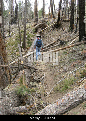 Winter stürmt umgestürzte Bäume in einem Gebiet, das im Jahr 2003 auf Mount Lemmon, Arizona, USA am Aspen Feuer gefährdet war. Stockfoto