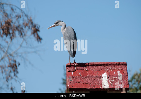 Heron in St James Park Stockfoto