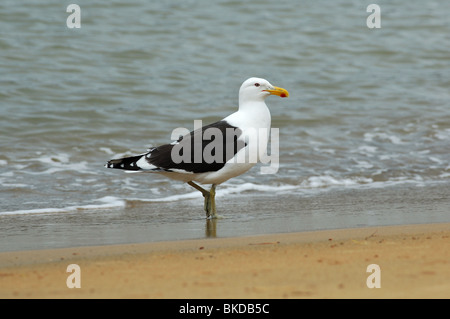 Kelp Gull auch bekannt als Black-backed Gull (Larus Dominicanus) auf Stewart Island, Neuseeland Stockfoto