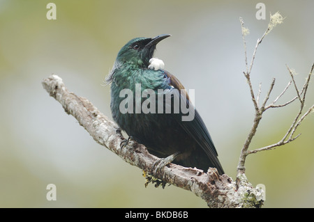 TUI (Prosthemadera Novaeseelandiae) auf Ulva Island, Neuseeland Stockfoto