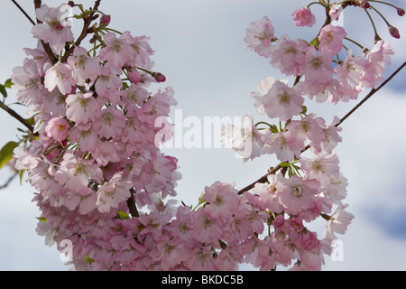 Einen fröhlichen Baum in Blüte Stockfoto