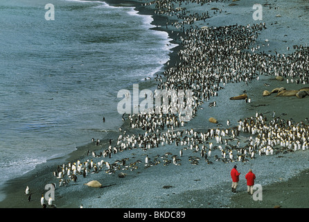 Antarktis, Macquarie-Insel, australische subantarktischen, Touristen in Sandy Bay Besucher vor Ort Stockfoto