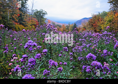 Blume Feld bei Dämmerung, Crawford Notch, White Mountains, New Hampshire Stockfoto