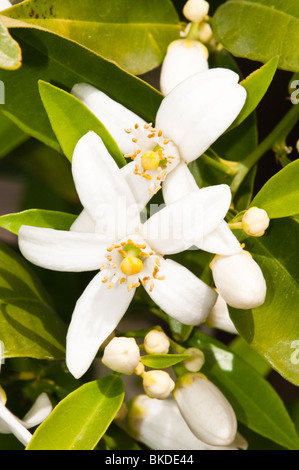 neue orange Blüten im Frühjahr. Stockfoto