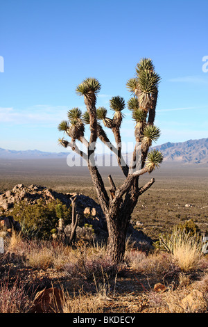 Joshua Tree steht auf Teutonia Peak in Mojave National Preserve. Stockfoto