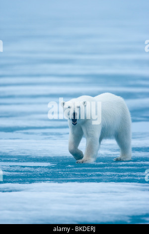 Norwegen, Spitzbergen, Eisbär (Ursus Maritimus) im Nebel auf dem Eis in Lady Franklin Fjord in der Nähe von Lady Point in Nordaustlandet Stockfoto