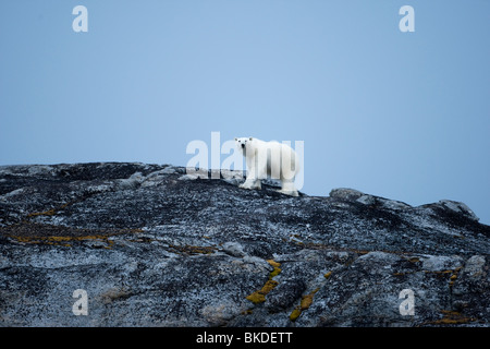 Norwegen, Spitzbergen, Eisbär (Ursus Maritimus) entlang der felsigen Küste auf Phippsøya Insel im Nordaustlandet Stockfoto