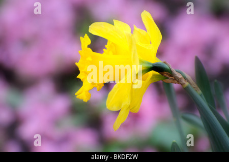 Narzissen in Nahaufnahme lila Hintergrund Stockfoto