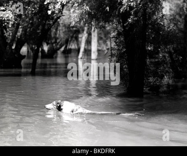 LASSIE COME HOME-1943 Stockfoto