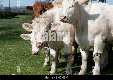 Charolais-Rindern auf einem Bauernhof in Nunnington, North Yorkshire, UK Stockfoto