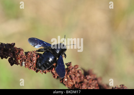 Violette Holzbiene stehend auf einer Sauerampfer Blume in der Provence Stockfoto