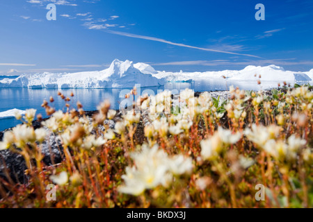 Eisberge aus dem Jacobshavn Gletscher oder Sermeq Kujalleq Kanalisation 7 % des grönländischen Eisschildes. Stockfoto