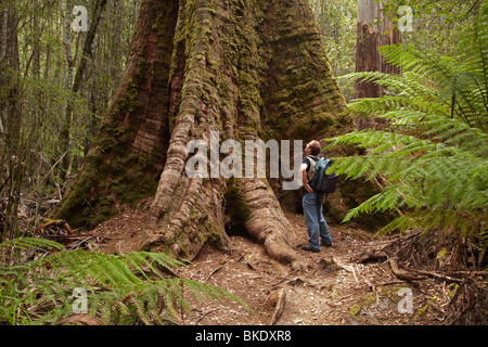 Riesen-Swamp Gum (Eucalyptus Regnans), hohen Bäumen spazieren, Mount Field National Park, Tasmanien, Australien Stockfoto