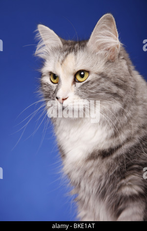 Sibirische Katze Portrait / Sibirische Katze Portrait Stockfoto