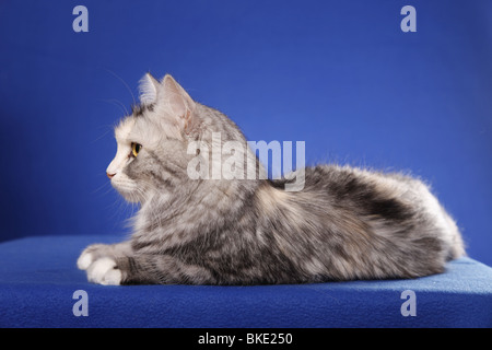 Liegende Sibirische Katze / Sibirische Katze liegend Stockfoto