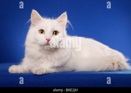 Liegende Sibirische Katze / Sibirische Katze liegend Stockfoto