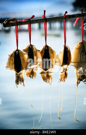 Tintenfisch getrocknet bereit für Thailand Asien-Markt Stockfoto