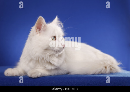 Liegende Sibirische Katze / Sibirische Katze liegend Stockfoto