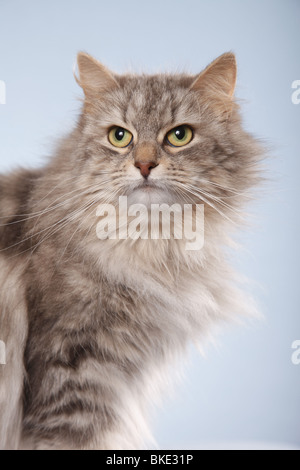 Sibirische Katze Portrait / Sibirische Katze Portrait Stockfoto