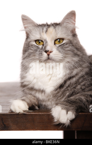 Sibirische Katze / Sibirische Katze Stockfoto