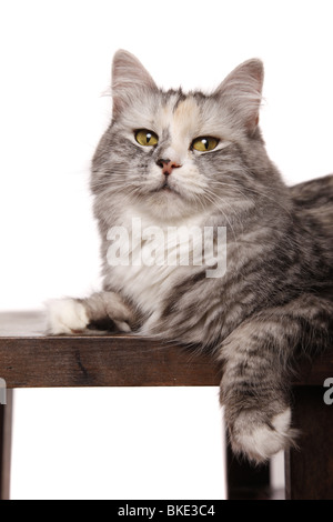 Liegende Sibirische Katze / Sibirische Katze liegend Stockfoto