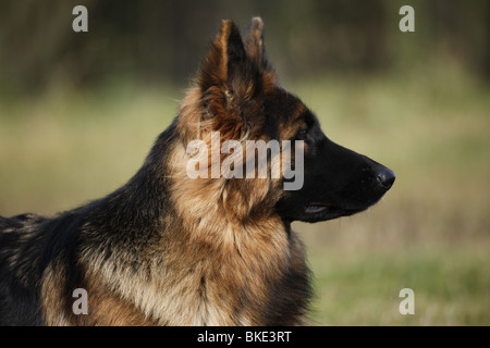 Altdeutschem schäferhundgroßen / altdeutschen Schäferhund Stockfoto