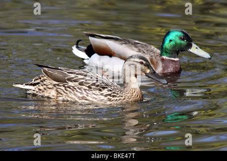 Paar von Mallards Anas Platyrhynchos Schwimmen bei Martin bloße WWT, Lancashire UK Stockfoto