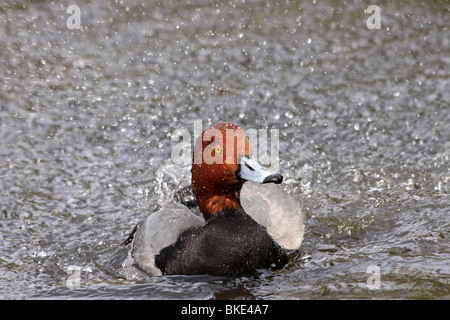 Rothaarige Aythya Americana Baden bei Martin bloße WWT, Lancashire UK Stockfoto