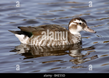 Weibliche beringt Teal Callonetta Leucophrys Schwimmen bei Martin bloße WWT, Lancashire UK Stockfoto