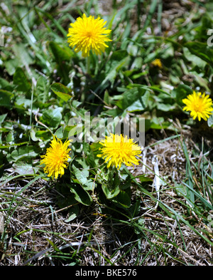 Wilder Löwenzahn wächst in einem Feld East Sussex UK Stockfoto